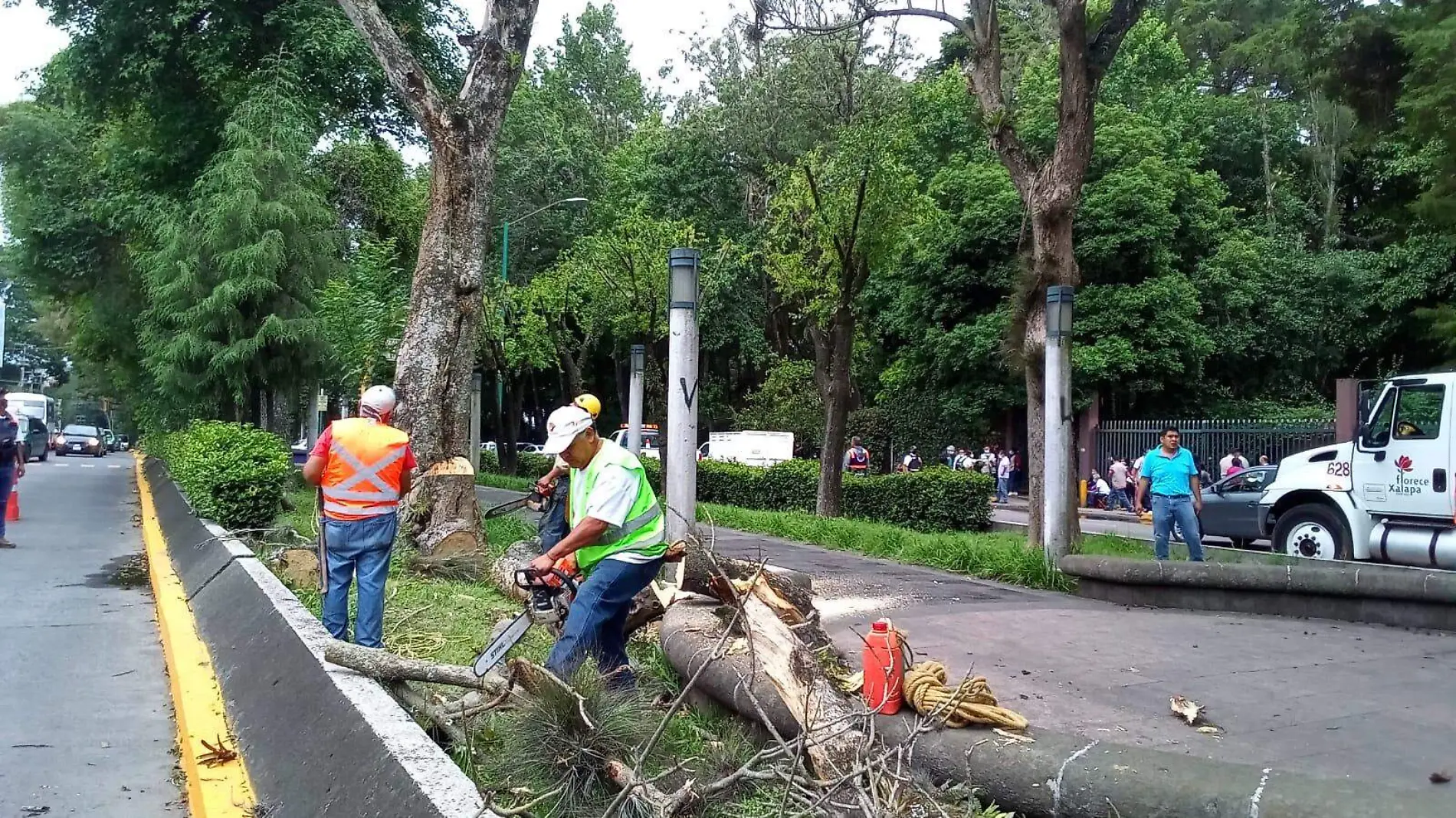 retiro de arboles